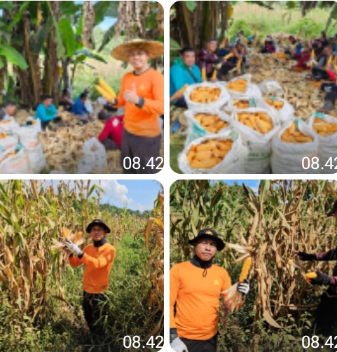 Wujud Nyata Sinergi Polri dan Masyarakat, Kapolsek Meliau Hadiri Panen Jagung Dukung Ketahanan Pangan