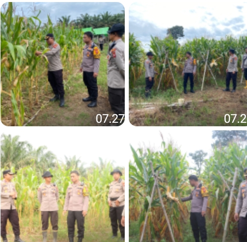 Wakapolres Sanggau Tinjau Lahan Jagung Jelang Panen Raya Serentak Dukung Ketahanan Pangan