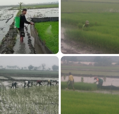 Mendukung Ketahanan Pangan Petani Desa Sumbersari Kec. Megaluh Jombang mulai Menanam Padi Musim Tanam (MT) Dua Secara Serentak