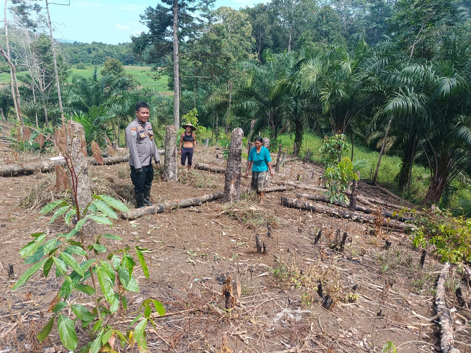 Bintara penggerak ketahanan pangan Polsubsektor Sompak  pantau progres pertumbuhan jagung.
