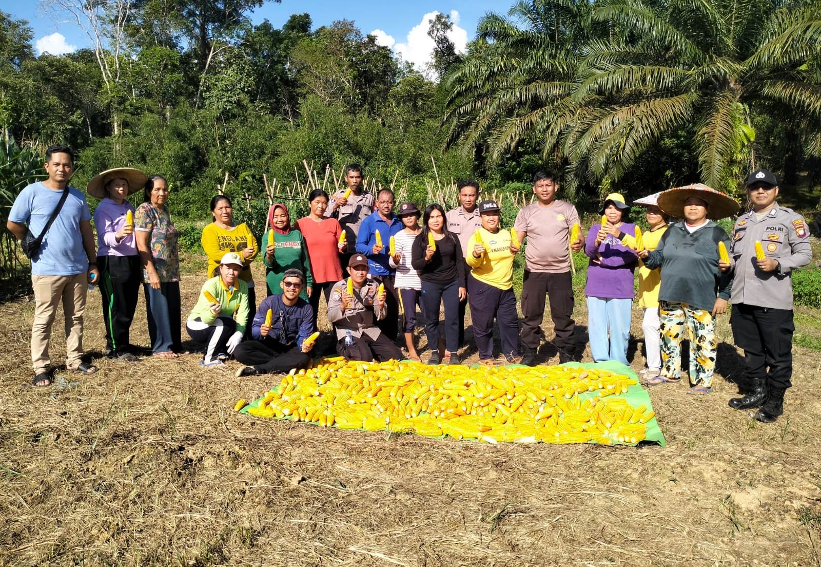 Panen Jagung Wujud Nyata Dukung Ketahanan Pangan di Parindu
