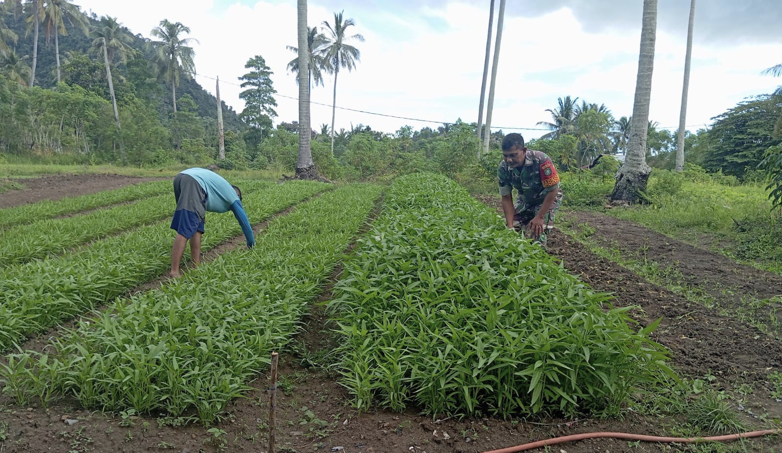 Babinsa Koramil 01/Sukajaya Bantu Petani Rawat Tanaman Palawija di Gampong Cot Abeuk