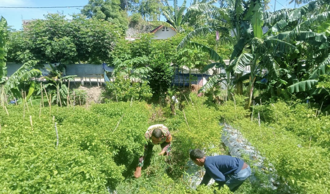 Babinsa 07 Koramil 02/Sukakarya Bantu Warga Bersihkan Lahan Cabe di Gampong Kuta Barat