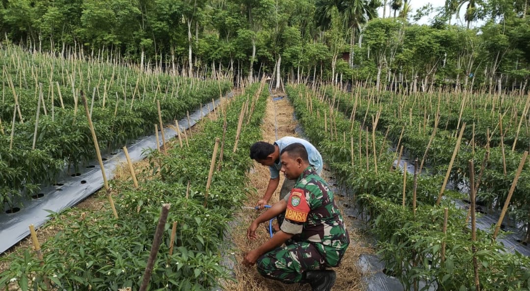 Babinsa Gampong Cot Ba’U Dampingi Warga Rawat Tanaman Cabai, Dorong Ketahanan Pangan Keluarga