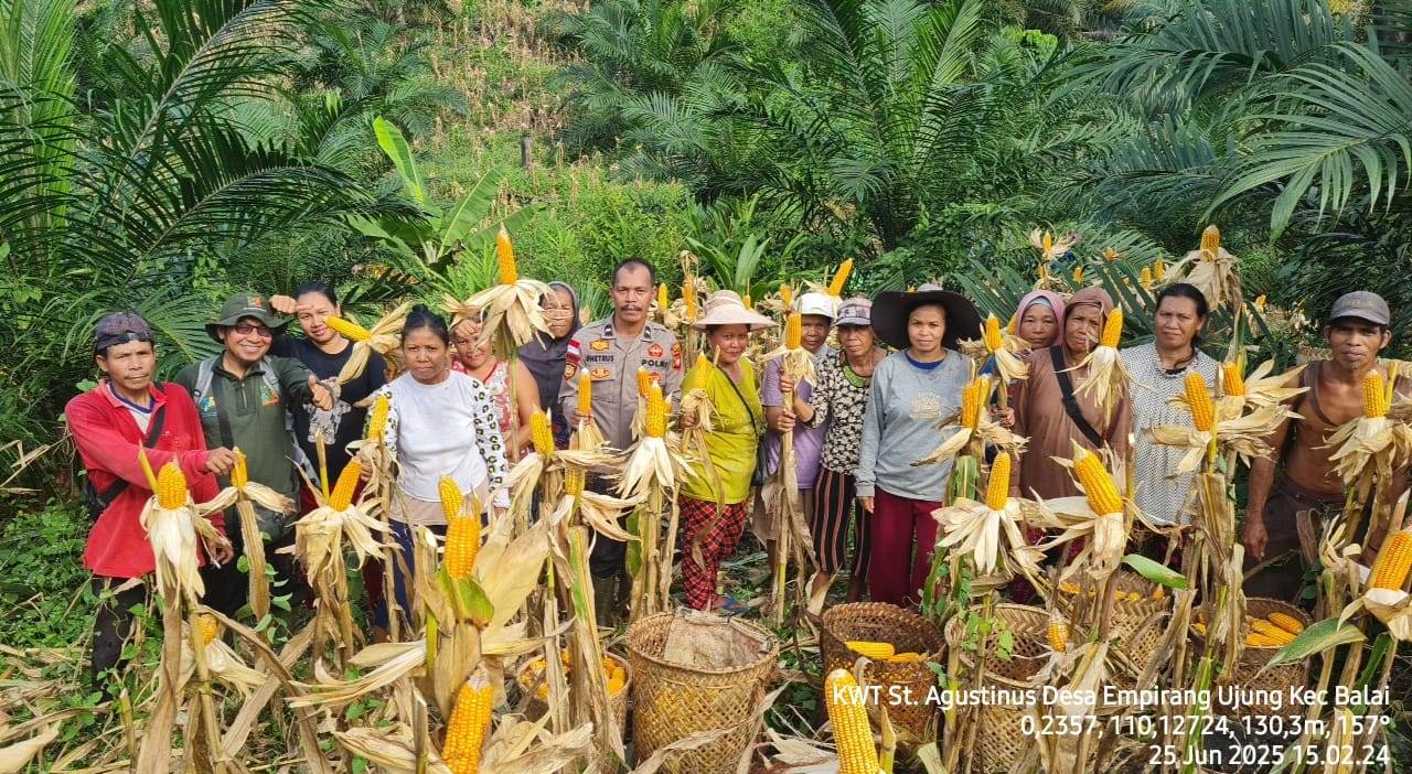 Sinergi Polri dan Masyarakat Dukung Ketahanan Pangan Lewat Panen Jagung di Kecamatan Balai