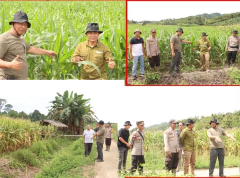 Peninjauan Lahan Jagung Hibrida, Pamatwil Polda Kalbar dan Kapolres Sanggau Tinjau Kesiapan Panen Raya di Kecamatan Noyan