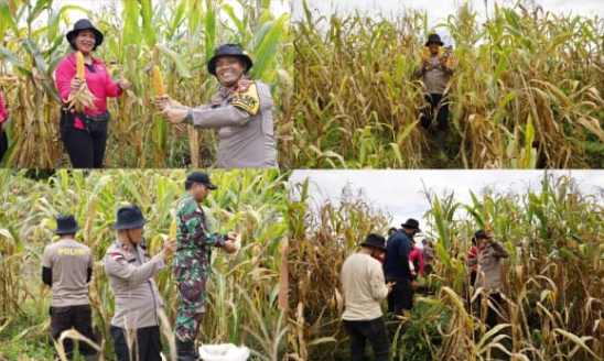 Panen Jagung di Tayan Hulu, Bukti Nyata Komitmen Terhadap Pangan Nasional