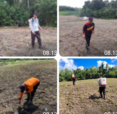 Polsek Batang Tarang Lakukan Pemupukan Jagung Dengan Teknologi Migo Pasca Tanam Serentak