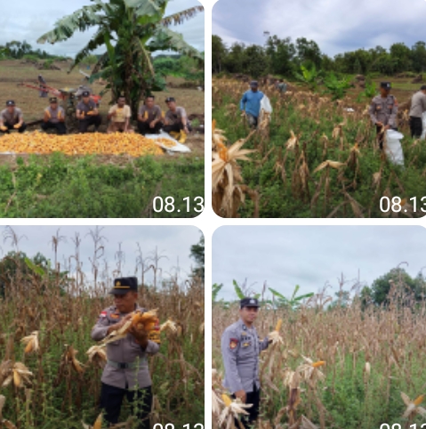 Panen Raya Jagung di Jangkang, Polsek Tegaskan Komitmen Dukung Ketahanan Pangan Daerah