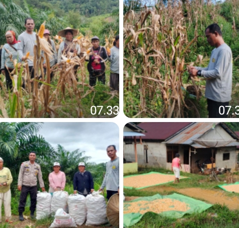 Panen Jagung Perkuat Ketahanan Pangan Lokal di Balai Batang Tarang