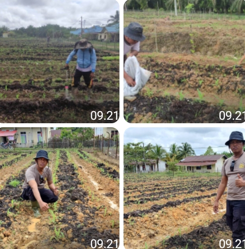Program 2 Polsek Mukok Genjot Produktivitas Pertanian, Tanaman Jagung Tumbuh Subur
