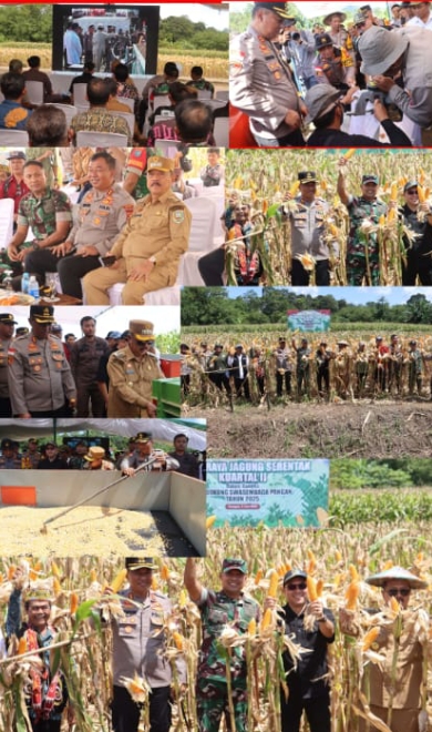 Presiden RI Pimpin Panen Raya Jagung Serentak: Komitmen Nasional Menuju Swasembada Pangan 2025