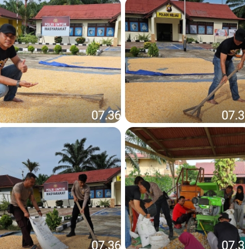 Kapolsek Meliau Pimpin Langsung Proses Pengeringan dan Pemipilan Jagung untuk Tingkatkan Kualitas Panen