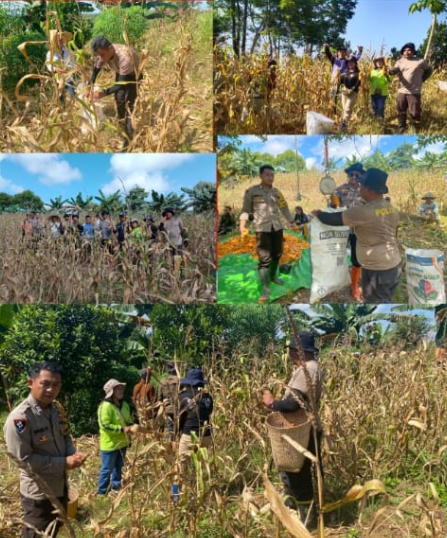 Panen Jagung Dorong Ketahanan Pangan Lokal di Tayan Hulu, Petani Terus Bangkit Meski Diterpa Tantangan