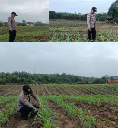 Polsek Tayan Hulu Lakukan Pengecekan Lanjutan Lahan Demplot untuk Kawal Program Ketahanan Pangan