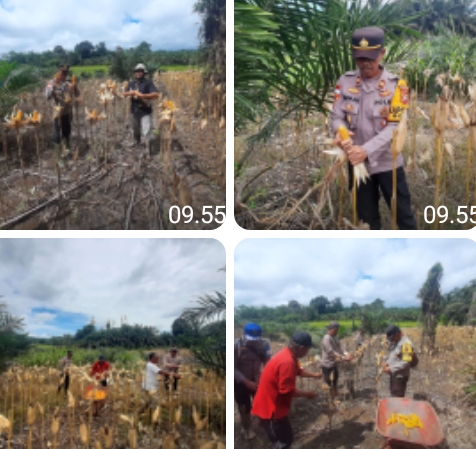 Panen Jagung di Kecamatan Bonti: Bukti Nyata Komitmen Mendukung Ketahanan Pangan Nasional