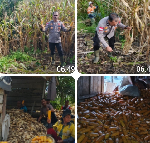 Panen Jagung di Dusun Temiang, Polsek Batang Tarang Komitmen Dukung Ketahanan Pangan Nasional