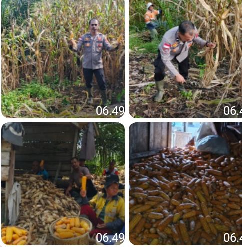 Panen Jagung di Dusun Temiang, Polsek Batang Tarang Komitmen Dukung Ketahanan Pangan Nasional