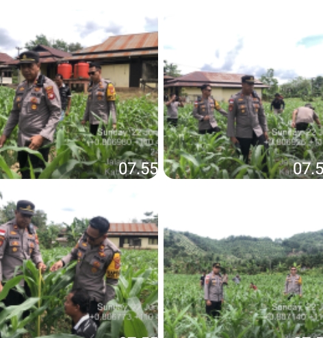 Polres Sanggau Intensifkan Pemantauan Ketahanan Pangan: Jagung Demplot Sekayam Tumbuh Optimal