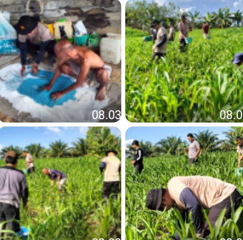 Polsek Parindu Gencarkan Perawatan Lahan Demlot untuk Suksesnya Program Ketahanan Pangan