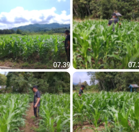 Pengecekan Berkala Demplot Jagung Polsek Noyan: Tanaman Tumbuh Optimal, Dukung Ketahanan Pangan