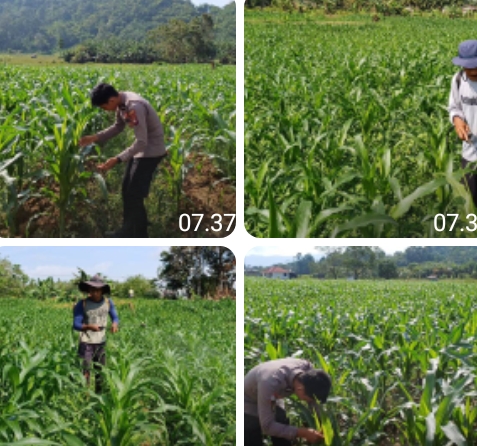 Polsek Sekayam Kawal Ketahanan Pangan, Lahan Jagung 1 Hektare Dirawat Intensif