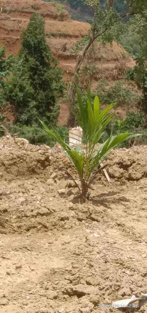 Aparat Penegak Hukum Diminta Periksa Ko Siu Terkait Dugaan Pembelian Lahan Ilegal di Kawasan HKm Wahana Karya