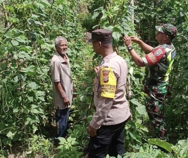 Babinsa Krueng Raya Dukung Ketahanan Pangan Melalui Pendampingan Petani