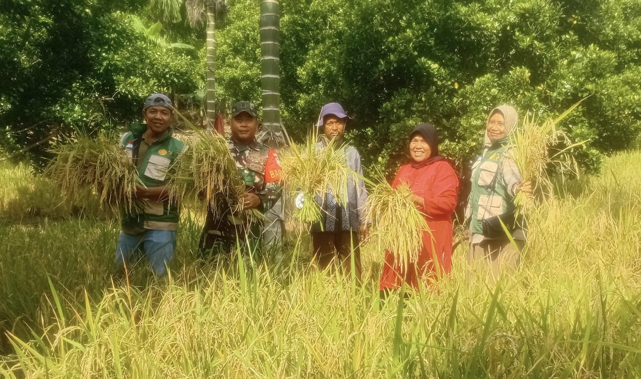 Dukung Ketahanan Pangan, Babinsa Panen Padi Gogo Bersama Petani di Gampong Batee Shoek