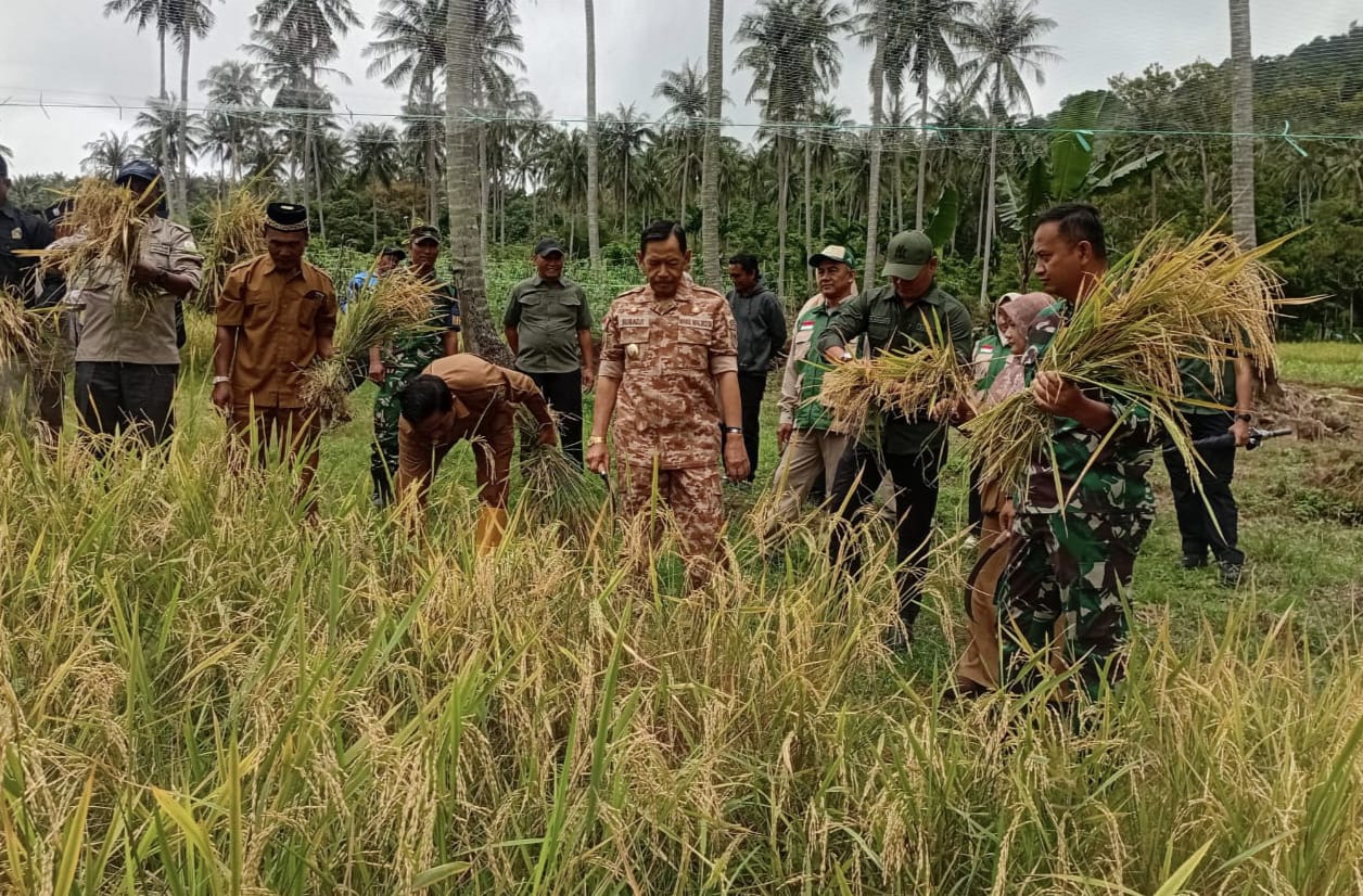 Panen Raya Padi Gogo Batee Shoek, Dandim 0112/Sabang Perkuat Sinergi Pertanian