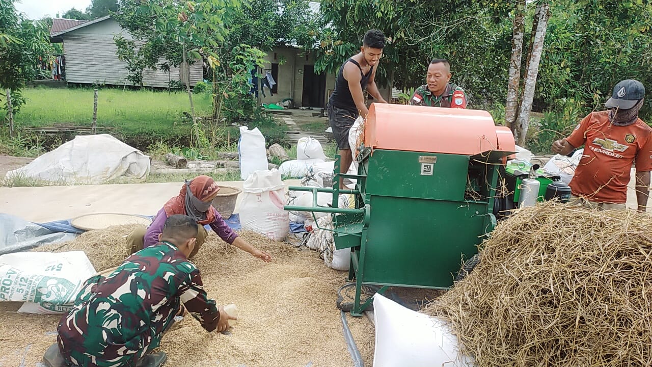 Babinsa Koramil 02/Sejangkung Bantu Warga Rontokkan Padi Hasil Panen