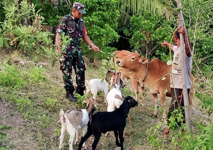 Kawal Program Pemerintah, Babinsa Koramil 02/Sukakarya Perkuat Ketahanan Pangan Hewani di Gampong Binaan