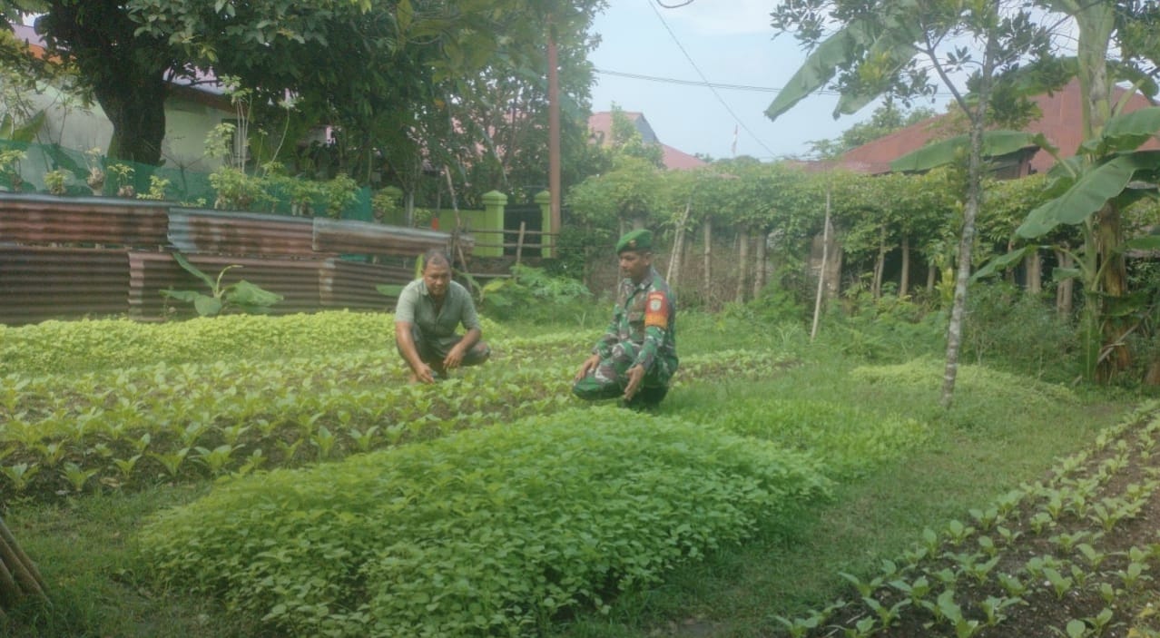 Dukung Kemandirian Pangan, Babinsa Kuta Ateuh Aktif Dampingi Petani di Wilayah Binaan