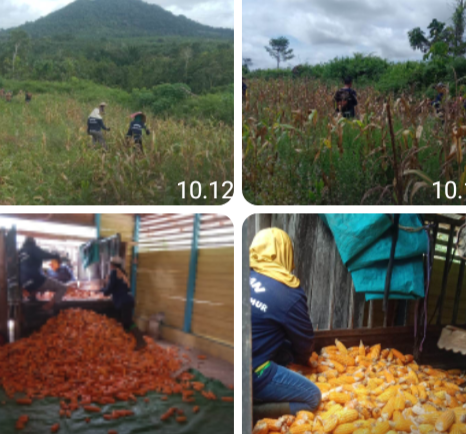 Jagung Demplot Dipanen, Upaya Bersama Perkuat Pangan dan Ekonomi Daerah