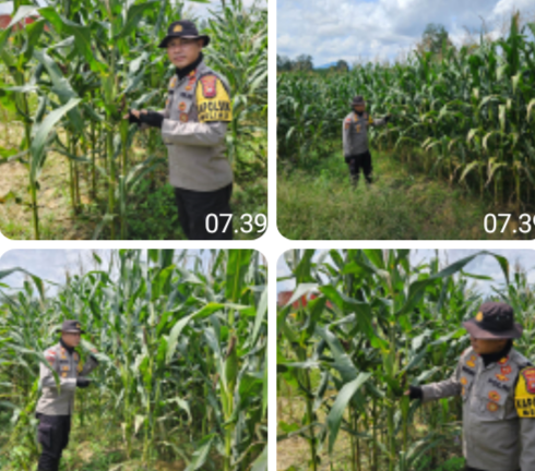 Polsek Meliau Pantau Demplot Jagung Kuartal IV, Hasil Tanaman Tumbuh Optimal dan Mulai Berbuah