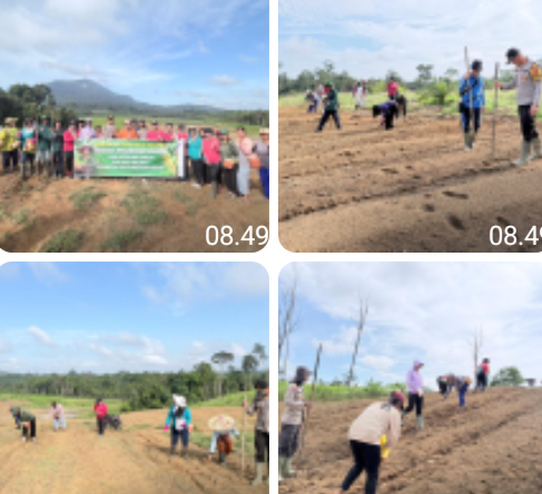 Hadir Bersama Warga, Kapolsek Toba Sukseskan Program Jagung 1 Hektar