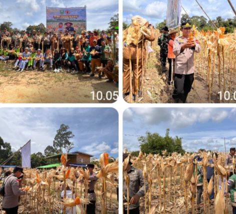Satu Hektare Harapan: Panen Jagung Perdana Dukung Ketahanan Pangan