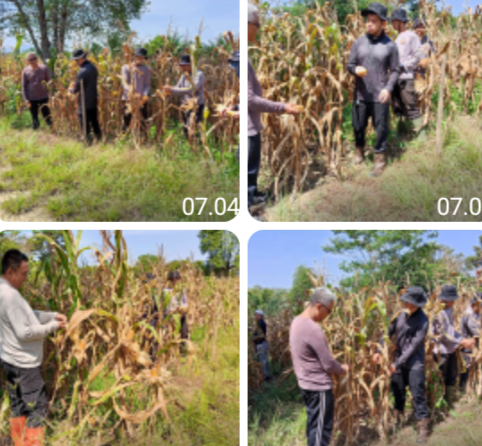 Sinergi Polsek dan Warga, Panen Jagung Dorong Ketahanan Pangan Tayan Hilir