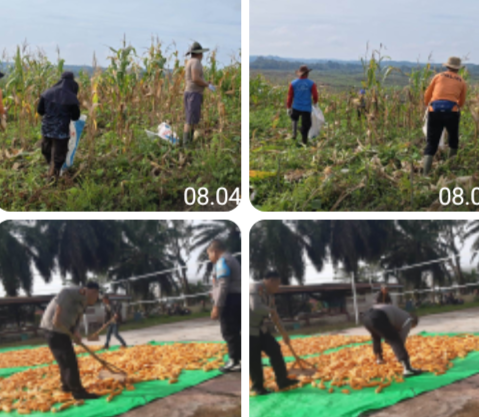 Panen Jagung Kuartal V Polsek Kembayan, Demplot Produktif Perkuat Ketahanan Pangan Lokal