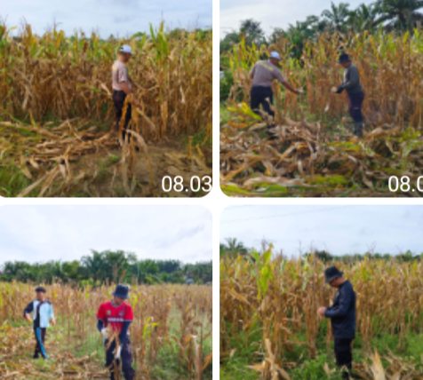 Dari Lahan Polsek, Jagung Dipanen untuk Ketahanan Pangan Negeri