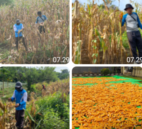 Panen Jagung Demplot Polsek Batang Tarang, Perkuat Ketahanan Pangan Kecamatan Balai