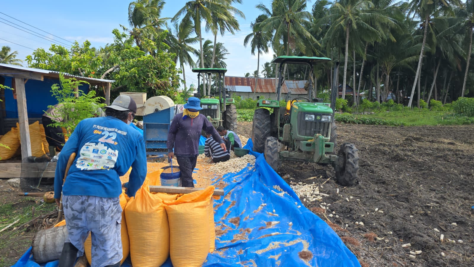 POLSEK WATUBANGGA LAKUKAN PEMIPILAN JAGUNG HASIL PANEN DARI BINAAN LAHAN KETAHANAN PANGAN.
