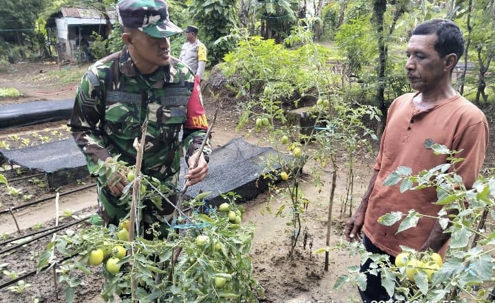 Babinsa Krueng Raya Dampingi Petani Sayur, Dukung Ketahanan Pangan Wilayah