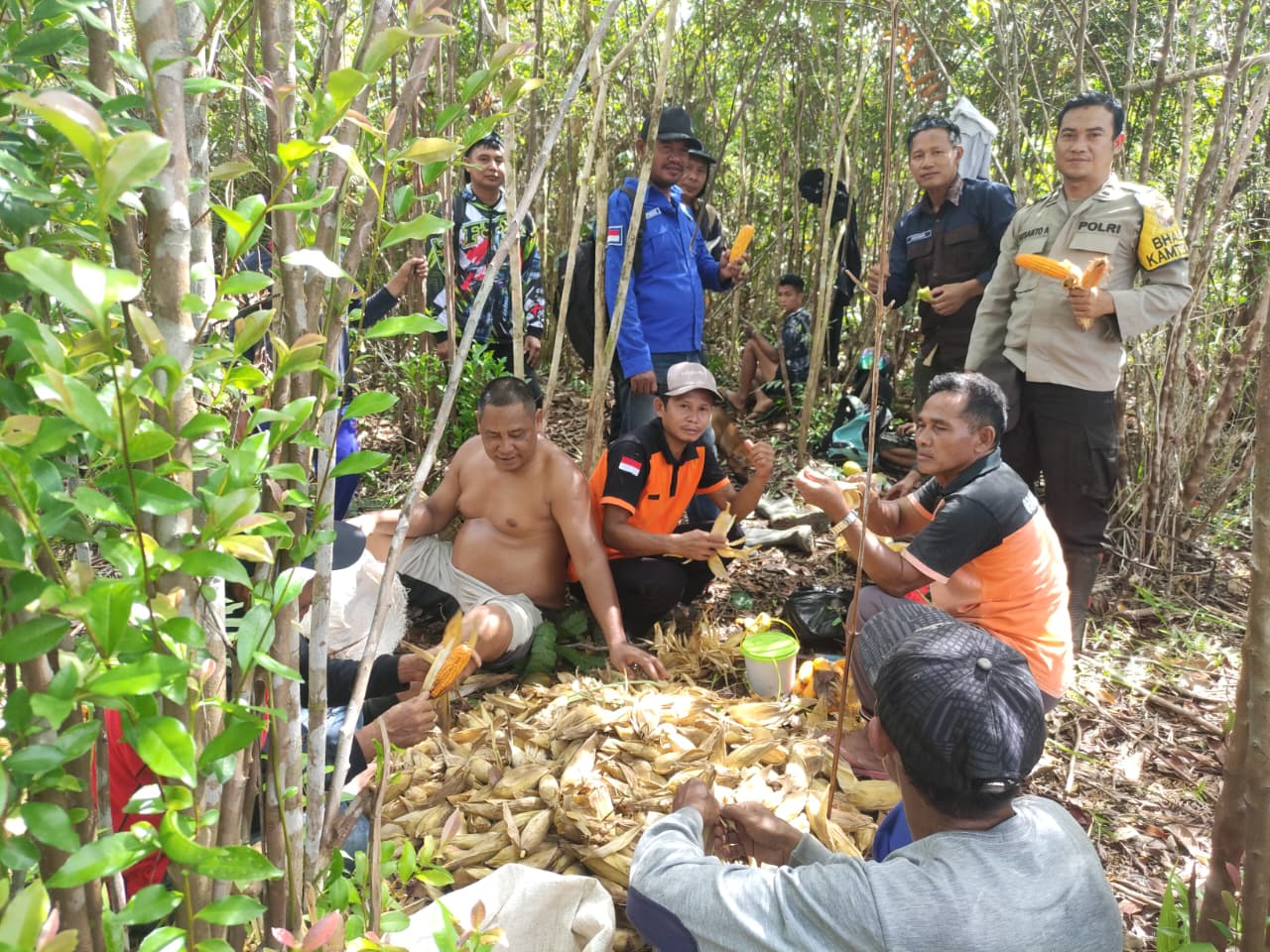 Bintara Penggerak Desa Sungai Keli Aipda Susanto Atung Hadiri Panen Perdana Jagung Program 1 Desa 1 Hektar