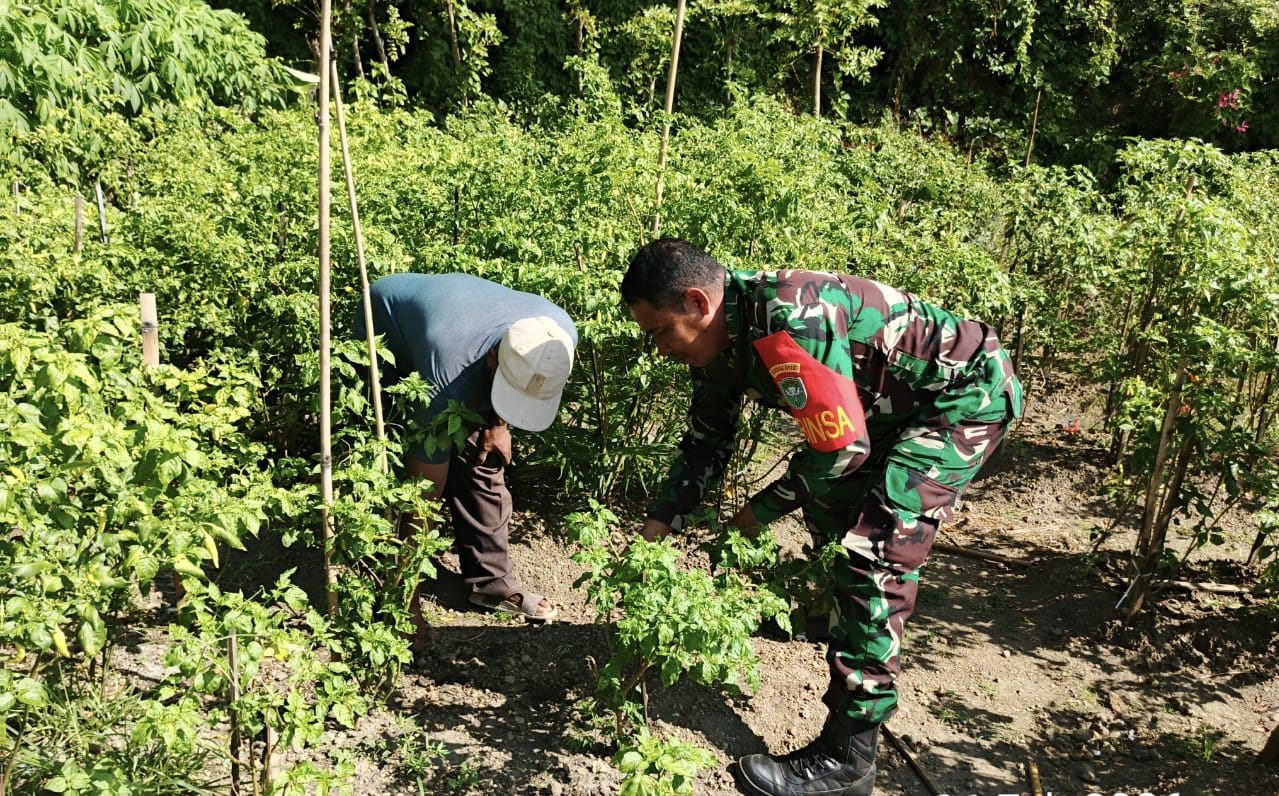 Pendampingan Babinsa di Kebun Cabai, Upaya Nyata Tingkatkan Ketahanan Pangan