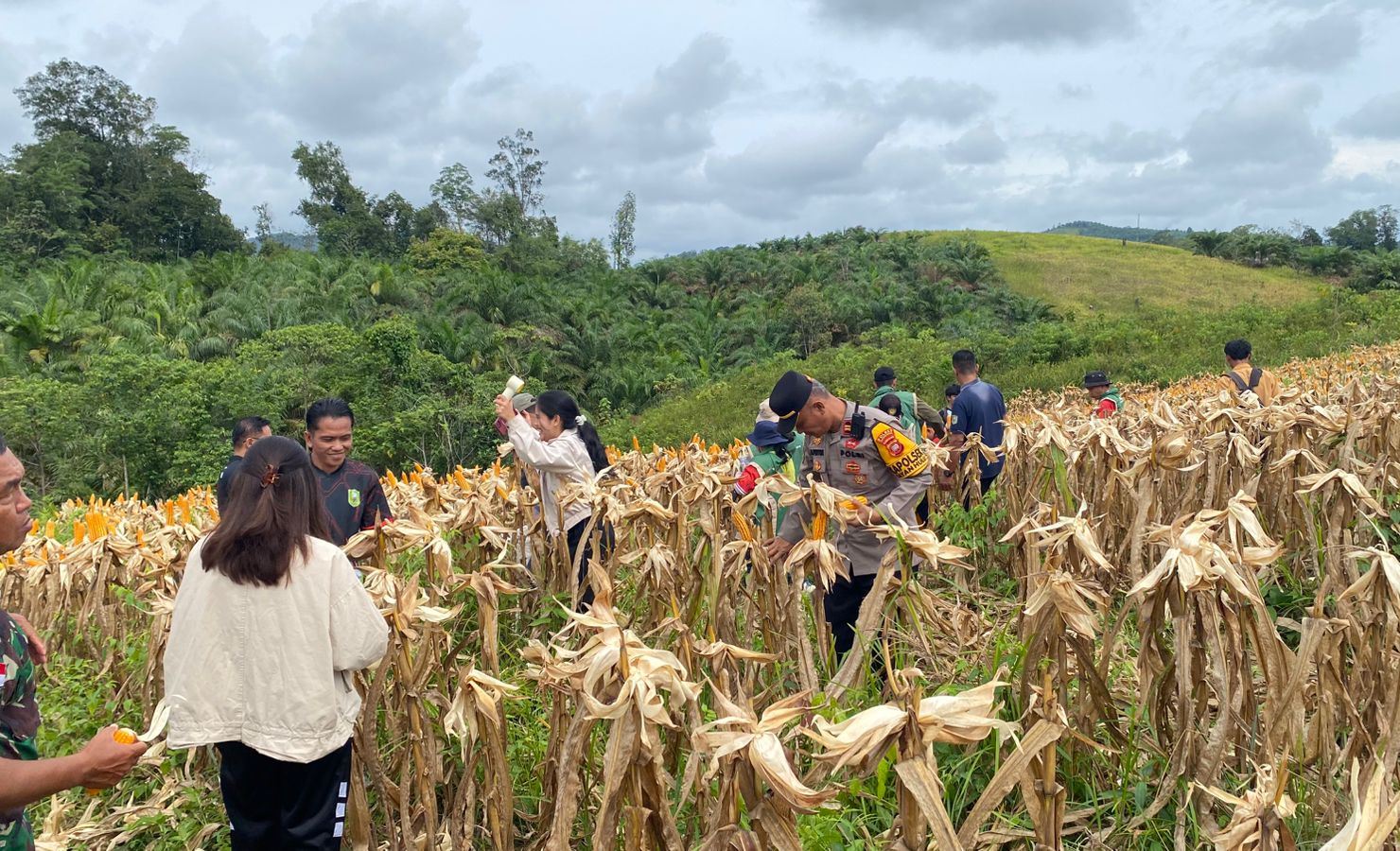 Langkah Nyata Desa Menyabo Dukung Swasembada Pangan Lewat Panen Jagung