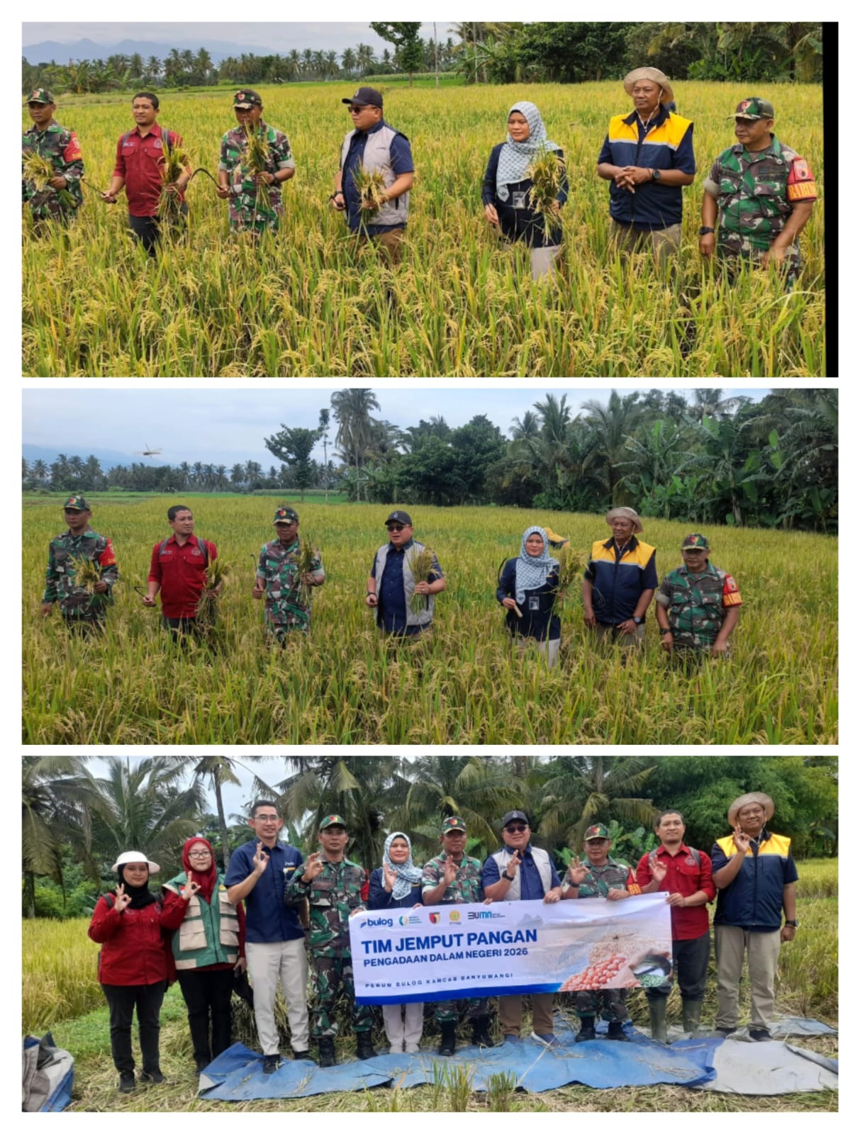 Dari Sawah untuk Negeri, Sergab di Banyuwangi Jadi Kunci Menjaga Harga Gabah Petani
