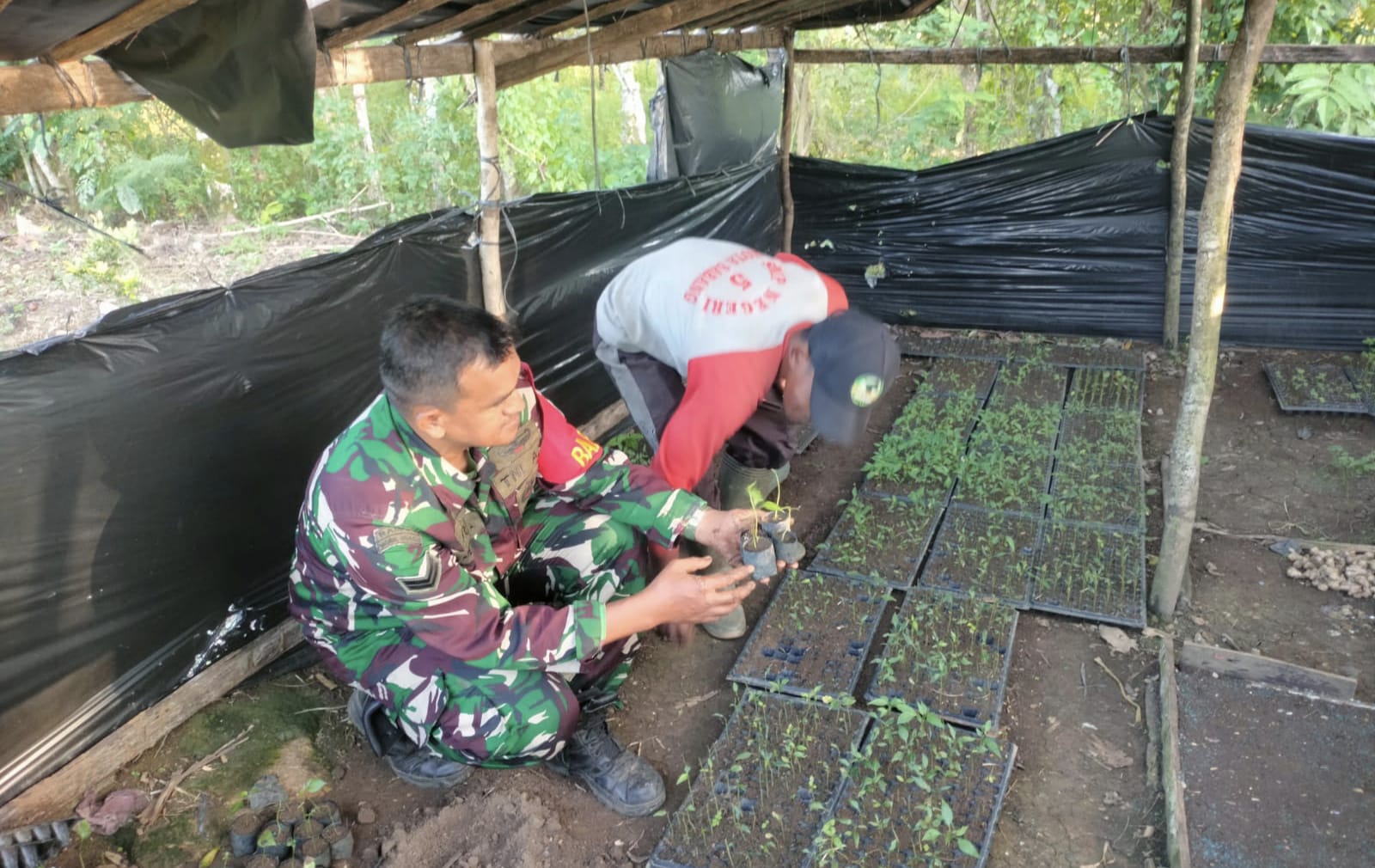 Babinsa Krueng Raya Dampingi Pembibitan Cabai, Wujud Nyata Dukung Swasembada Pangan