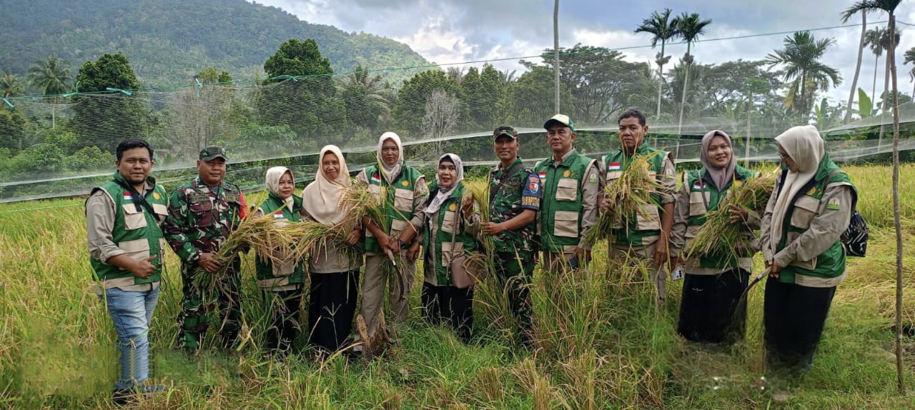 Semangat Ketahanan Pangan, Babinsa Hadir Monitoring Panen Padi Gogo Wilayah Binaan