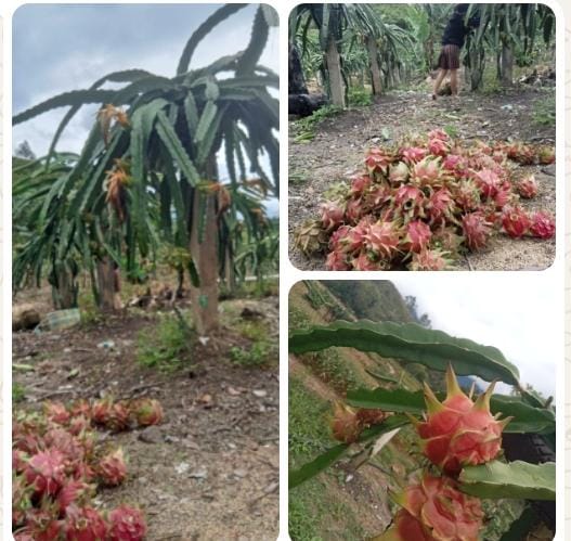 Komoditas Baru Menjanjikan, Buah Naga Dorong Pertumbuhan Ekonomi Lokal Toba